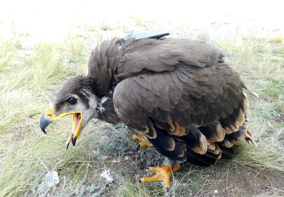 Воспользуйтесь текстом расположенным справа. Закинь орлу на мобилку ответы. Воспользуйтесь текстом закинь орлу на мобилку. Беркут и орел отличия. Иранская орлица.
