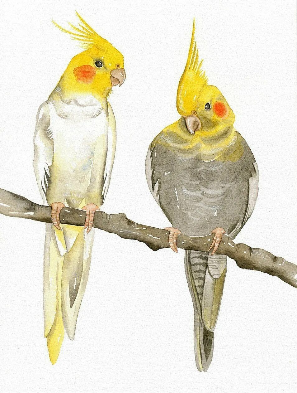 Корела рисунок