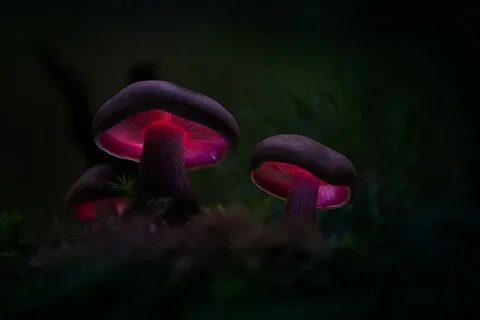 Mushroom 13