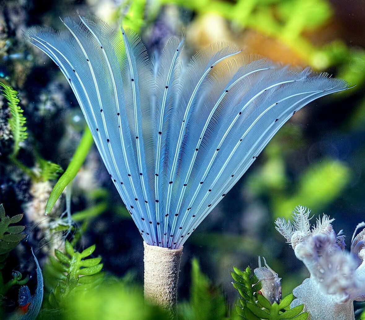 Морской зонтик. Морские веерные черви. Bispira guinensis. Веерный червь в морском. Растение зонтик.