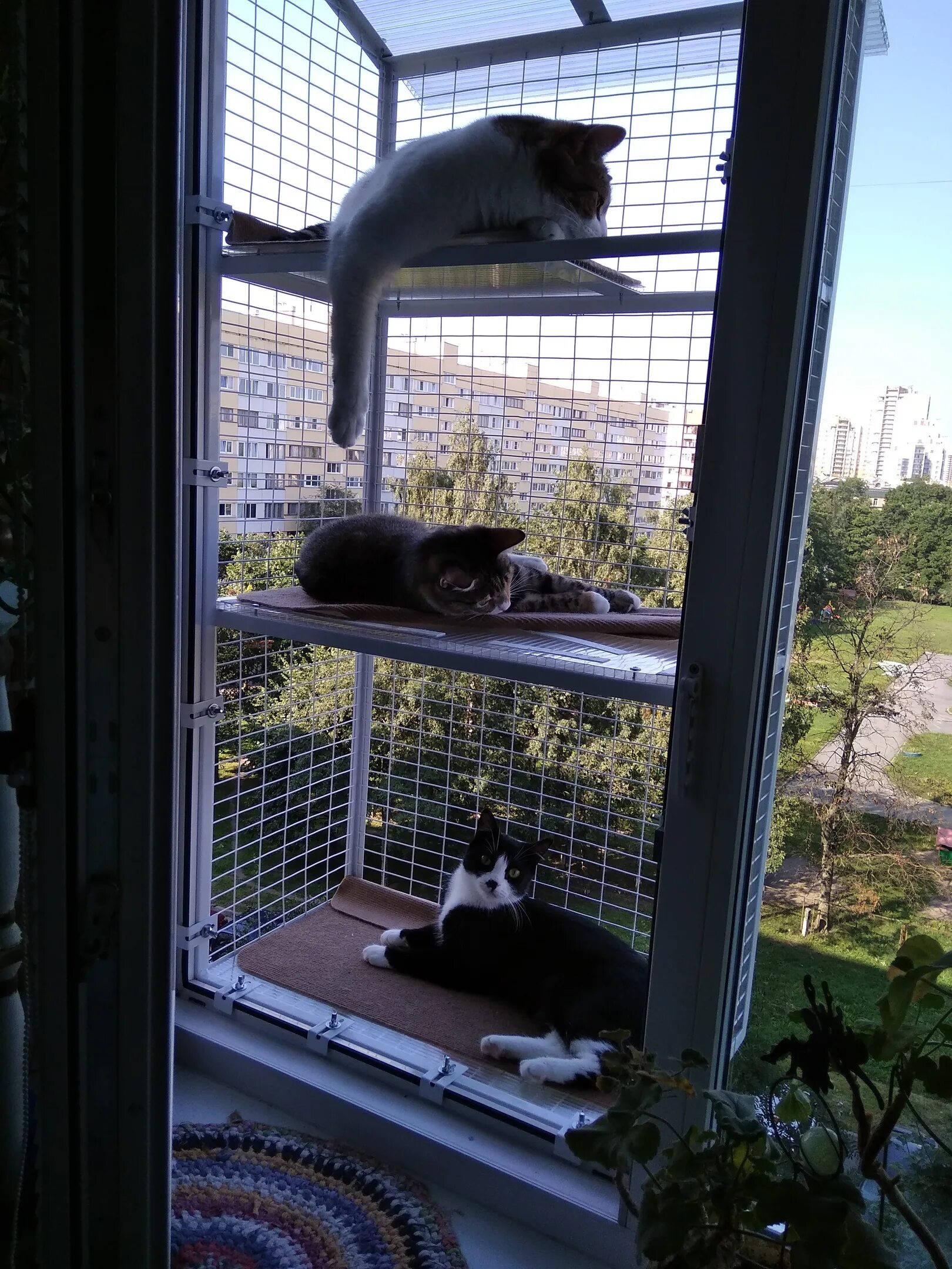 Клетка антикошка. Балкончик антикошка. Клетка антикошка для кошек на окно. Вольер антикошка.
