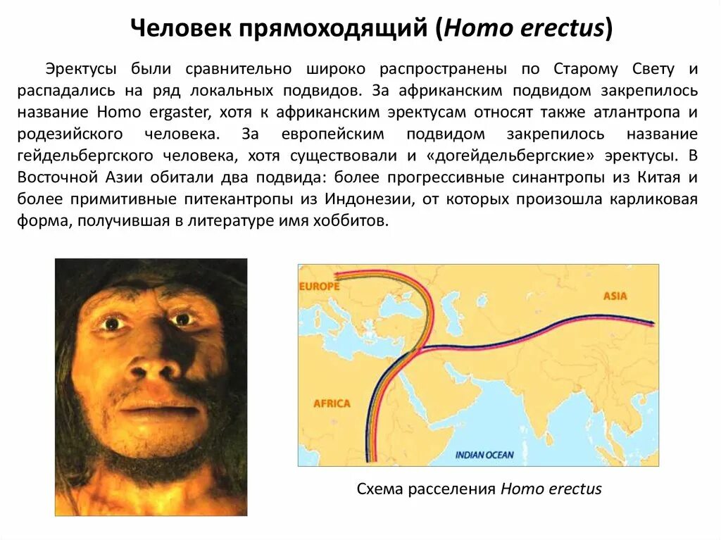 Человек прямоходящий относится к. Расселение человека прямоходящего на карте. Расселение хомо Эректус. Распространение человека прямоходящего.