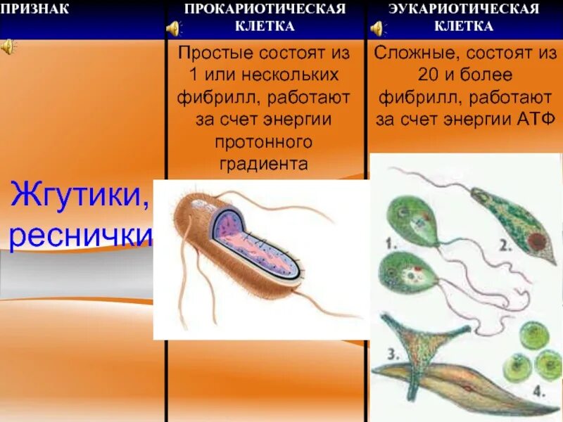 Клетка простейших состоит. Жгутики клетки. Реснички и жгутики. Реснички и жгутики в прокариотической клетке. Эукариотическая клетка жгутики и реснички.