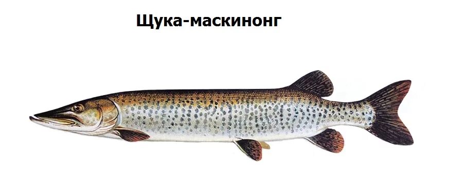 Американская щука маскинонг. Рыба щука маскинонг. Большая щука маскинонг. Маскинонга рыба.