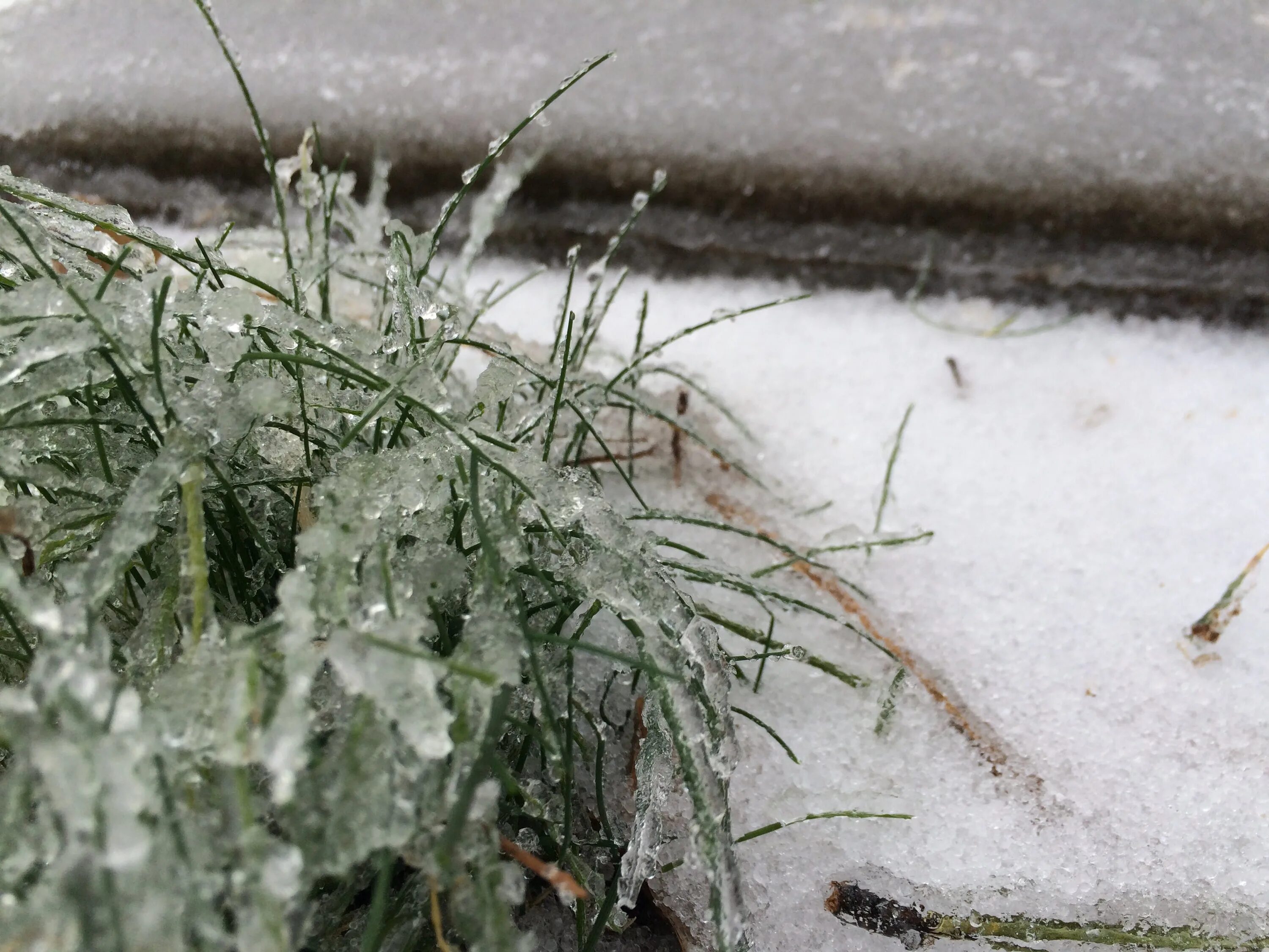 Снег с грозой. Ледяная трава. Снежная гроза. Гроза вместе со снегом.