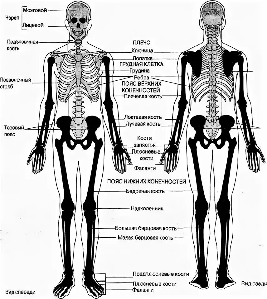 Механической функции костей скелета. Механической функции костей скелета