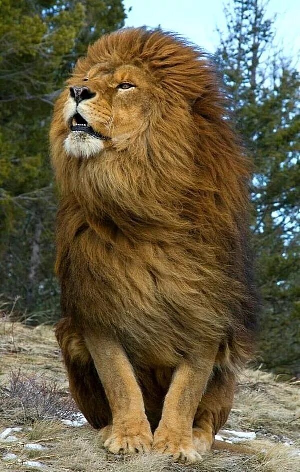 Лев Лева Лион лёв. Сенегальский Лев. Гималайский карликовый Лев. Король Лев з. Какая сильный зверь