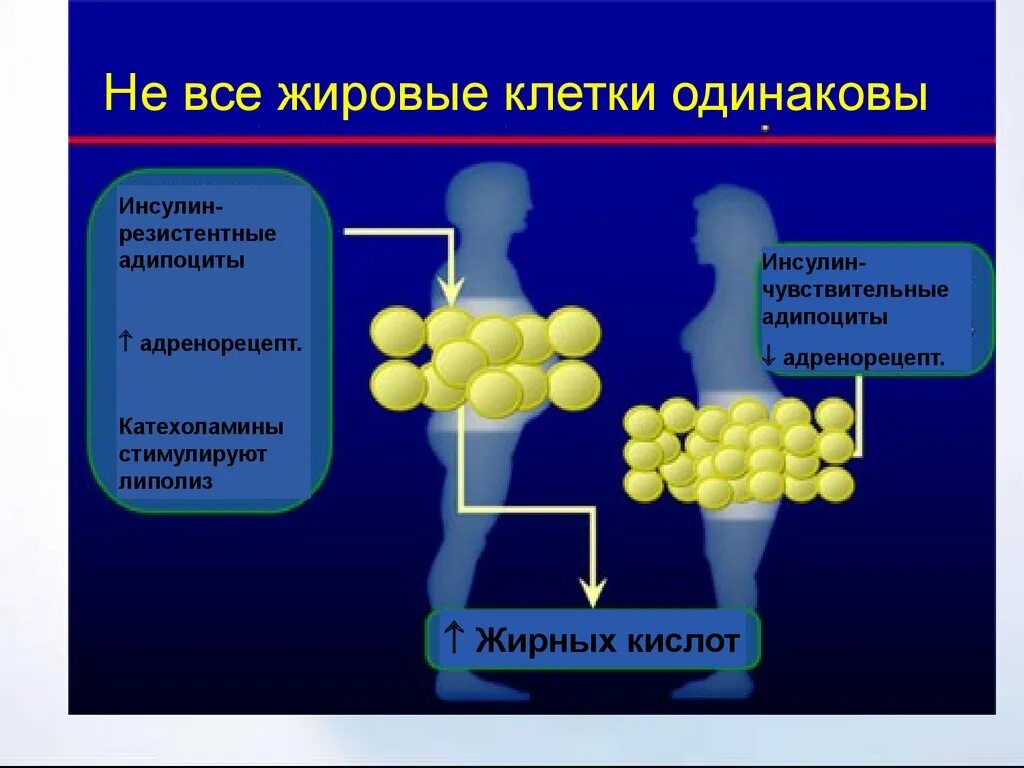 Жировая клетка строение. Инсулин резистентные адипоциты. Строение жировой клетки человека. Деление жировых клеток. Изменения происходящие в жирах