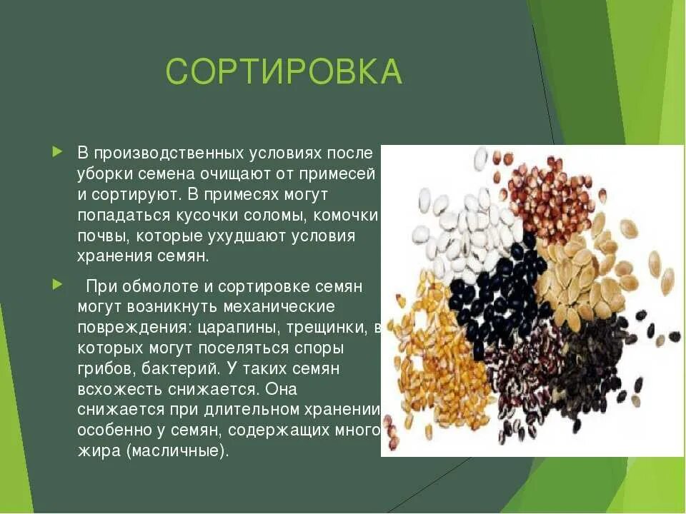 Выберите растения семена которых используют. Сортировка семян. Способы подготовки семян. Приемы подготовки семян к посеву. Подготовка семян к посеву кратко.