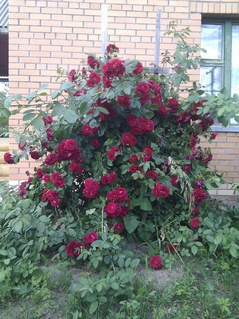 Плетистая роза черная королева фото и описание Саженцы плетистой розы черная королева купить в Москве по цене от 2490 рублей