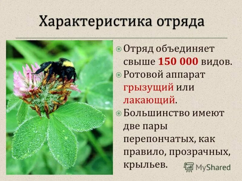 веснянки характеристика