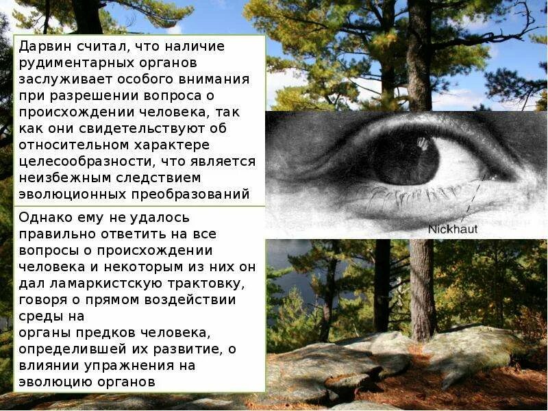 Прародина человека 11 класс биология. Прародина человека 11 класс биология. Прародина человечества. Прародина человека презентация. Прародина человека.