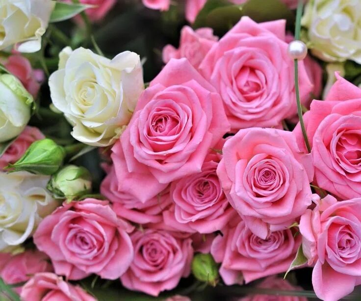 Free Images : blossom, petal, spring, pink, close, flora, red rose, bouquet of f