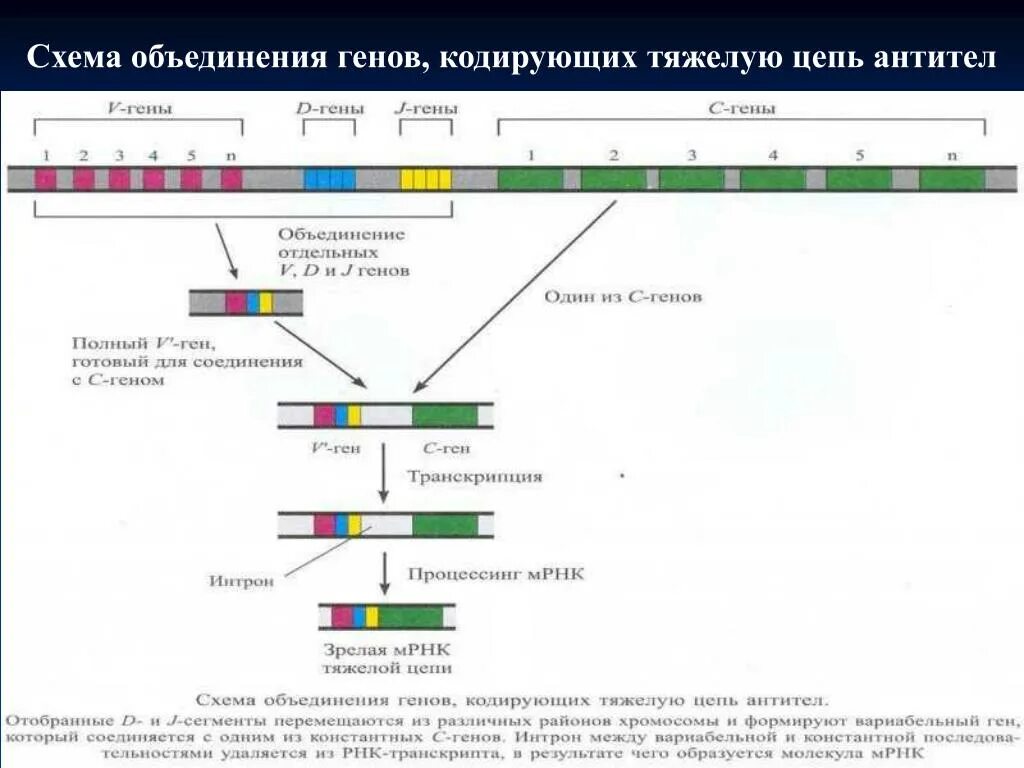 Иммунопоэз: созревание Т - и В- клеточных рецепторов. Механизмы положительной и 