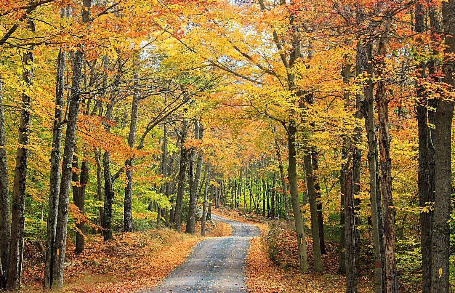 Может ли вас взволновать красота осеннего леса. Осенний лес. Начало леса. Осень фотографии высокого разрешения панорама. Осенняя Пенсильвания.