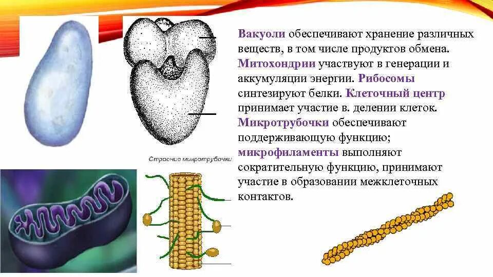 Деление клетки митохондрии клеточный центр рибосомы вакуоль. Вакуоль Синтез белков. Белки вакуоли. Вакуоли обеспечивают.