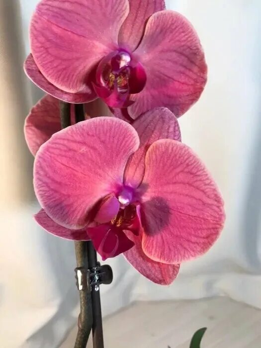 Фаленопсис bruin. Фаленопсис азиан корал. Коралл орхидея. Фаленопсис голден эппл коралл. Phal asian coral.