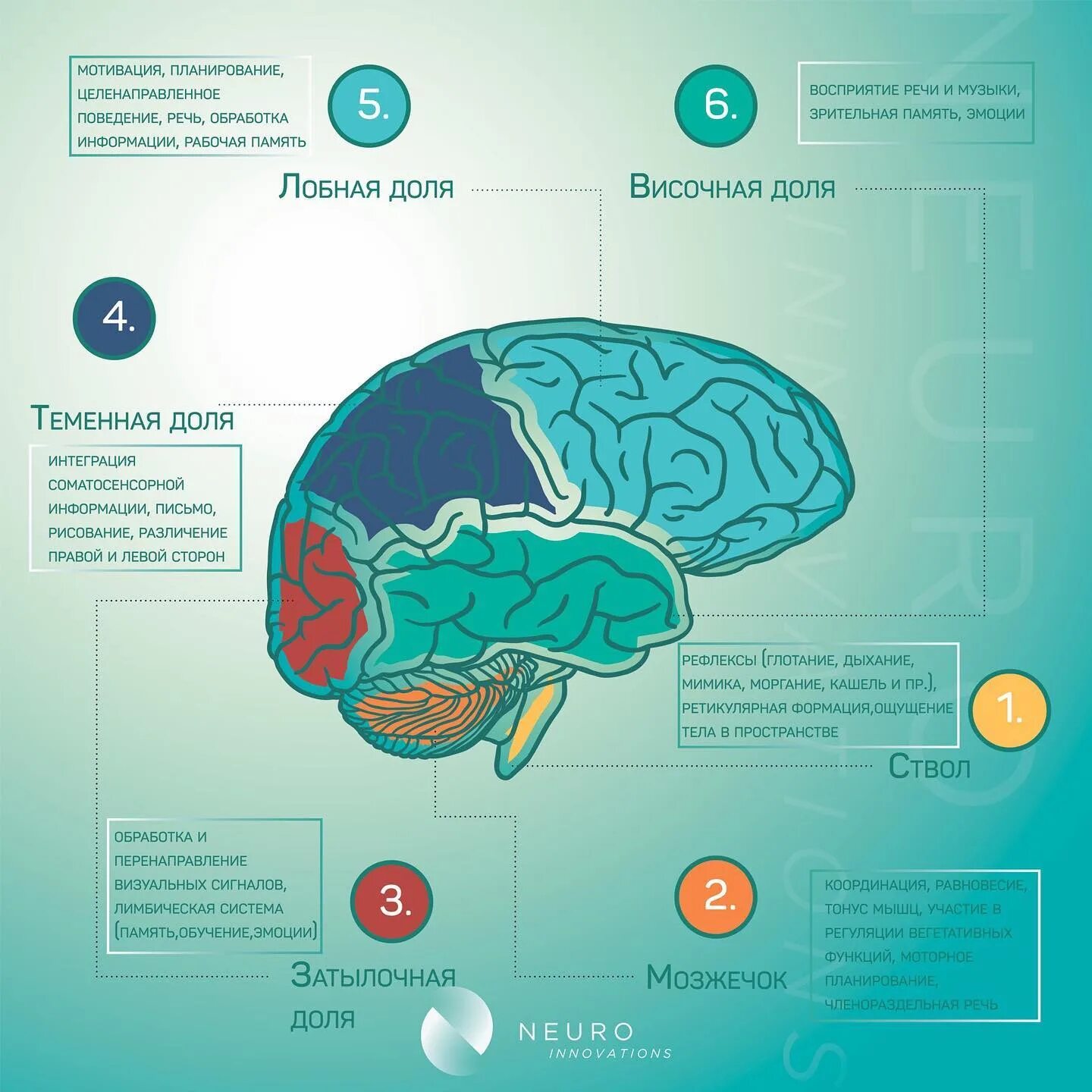 6 долей мозга. Участки мозга за что отвечают. Доли мозга. Участки головного мозга. Участки мозга отвечающие.