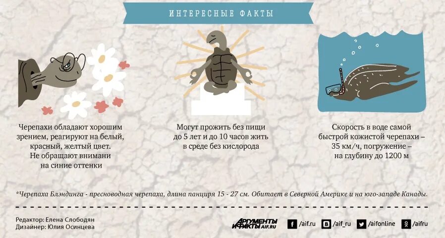 Сколько дней кошка может прожить без еды. Интересные факты о черепахах. Забавные факты о черепахах. Интересные факты о черепахах для детей. Какая черепаха может прожить без пищи до 5 лет.