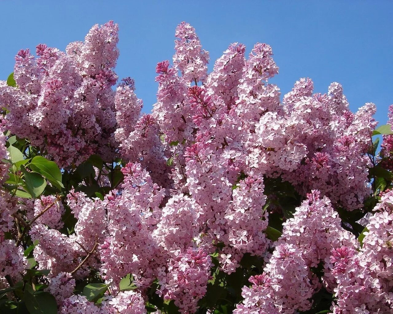 Стихи про весну короткие. Дерево нектарин цветет. Весна цветы. Красивые весенние цветы. Персиковое дерево в цвету», 1888.