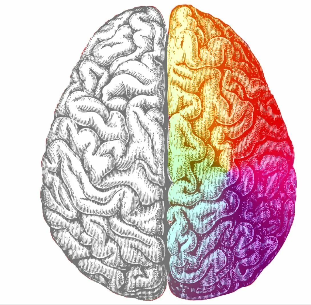 Полушария мозга. Правое полушарие головного мозга. Левое полушарие мозга. Левое и правое полушарие. Различие полушарий мозга