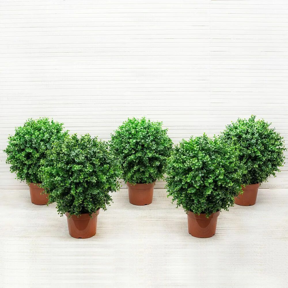Самшит фолкнер конус. Самшит treez collection. Самшитовый шар. Самшит магазин. Самшит буксус шар.
