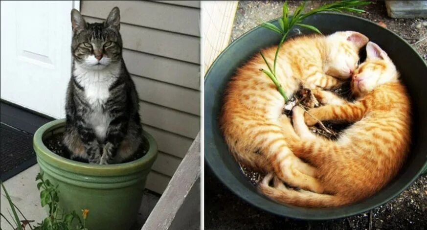 Коты в цветочных горшках. Кот на горшке. Горшок для кошек. Кот в горшке с цветком. Кошка съела тюльпан