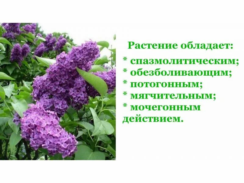 Цветки сирени в народной. Бакр сирень. Цветки сирени в народной. Сирень в начале мая. Белая сирень народная медицина.