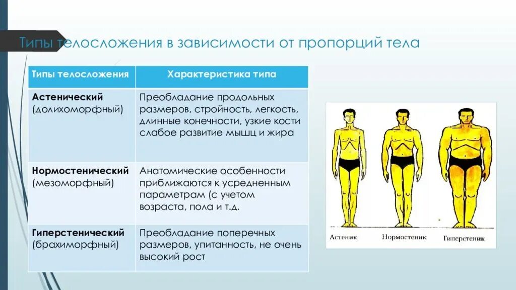 Три основные типы телосложения. Типы телосложения в зависимости от пропорций тела. Типы Конституции человека. Назовите типы телосложения человека.