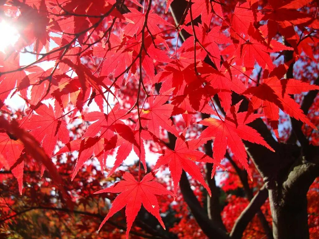 Дерево с красными листьями название. Японские клены Момидзи. Клен Acer japonicum Aconitifolium. Декоративные деревья с красными листьями. Клен с красными листьями.