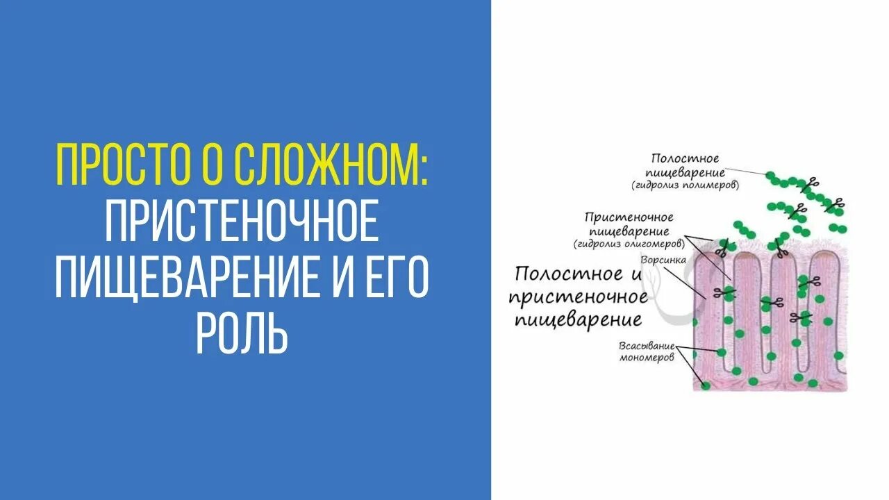 Что такое пристеночное пищеварение. Пристеночное и мембранное пищеварение. Полостное и пристеночное пищеварение. Мембранное пищеварение это физиология. Полостное и мембранное пищеварение физиология.