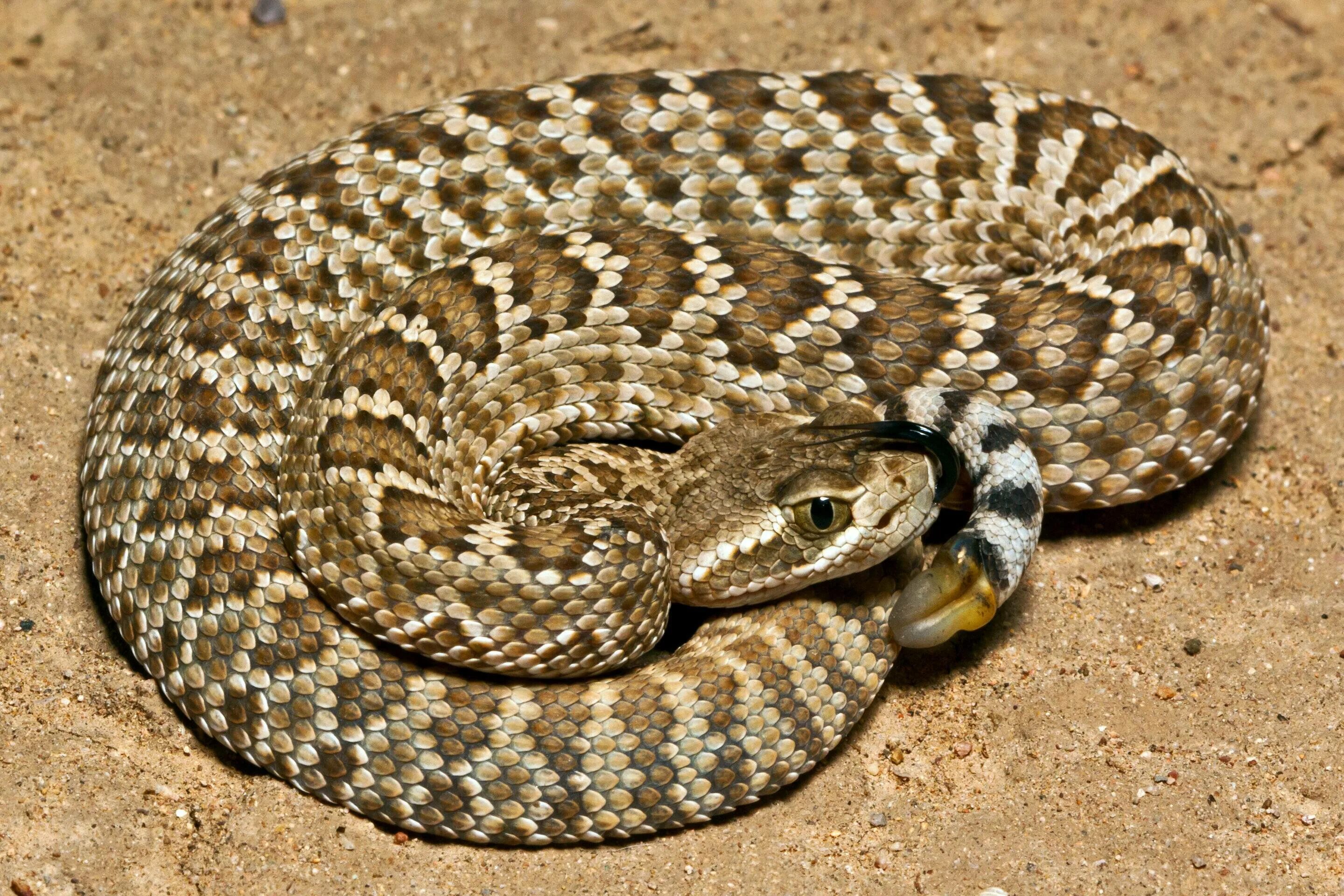 Гремучник Мохаве. Гремучая змея Мохаве. Техасский гремучник. Калифорнийская Горная змея. Почему змею назвали змеей