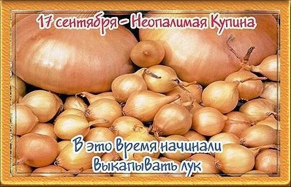 Луков день" 2023, Ярославский район - дата и место проведения, программа меропри