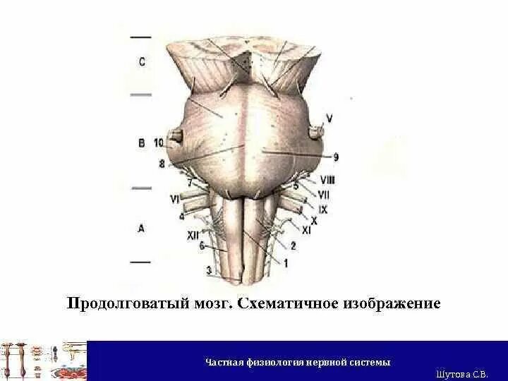 Продолговатый мозг анатомия. Продолговатый мозг строение спереди. продолговатый мозг строение рисунок. продолговатый мозг анатомия строение рисунок. строение мозга продолговатый мозг.