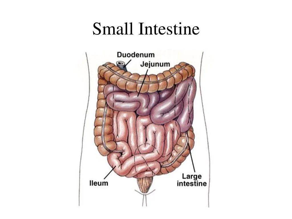 Тонкая кишка человека рисунок. Тонкий кишечник на английском. Тонкий кишечник картинка.