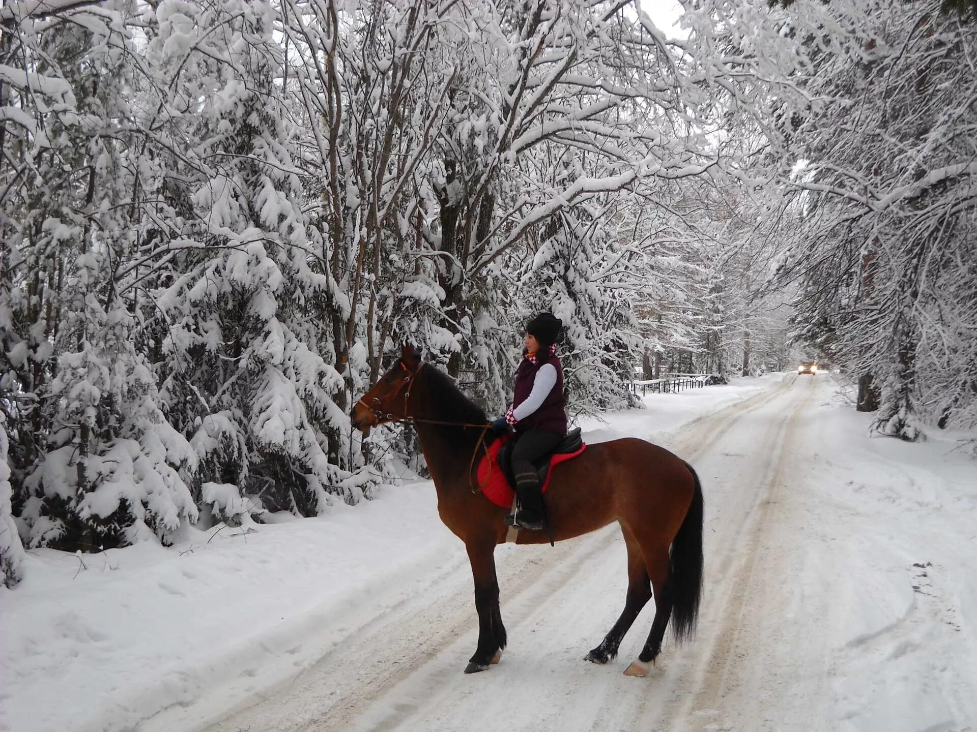 девушка верхом на лошади. зимой на коне. лошади зимой. зимой на коне. шуваловский парк конные прогулки.