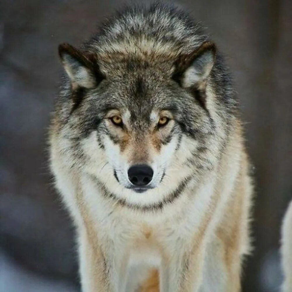 Волк. Гордый волк. Мудрый волк. Хитрый волк. Beautiful wolves