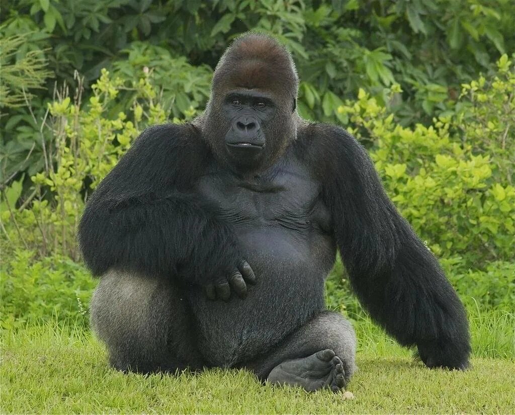 Самая человекообразная обезьяна. Горилла Исабукуру. Горилла великан. Сильвербэк горилла. Западная равнинная горилла.