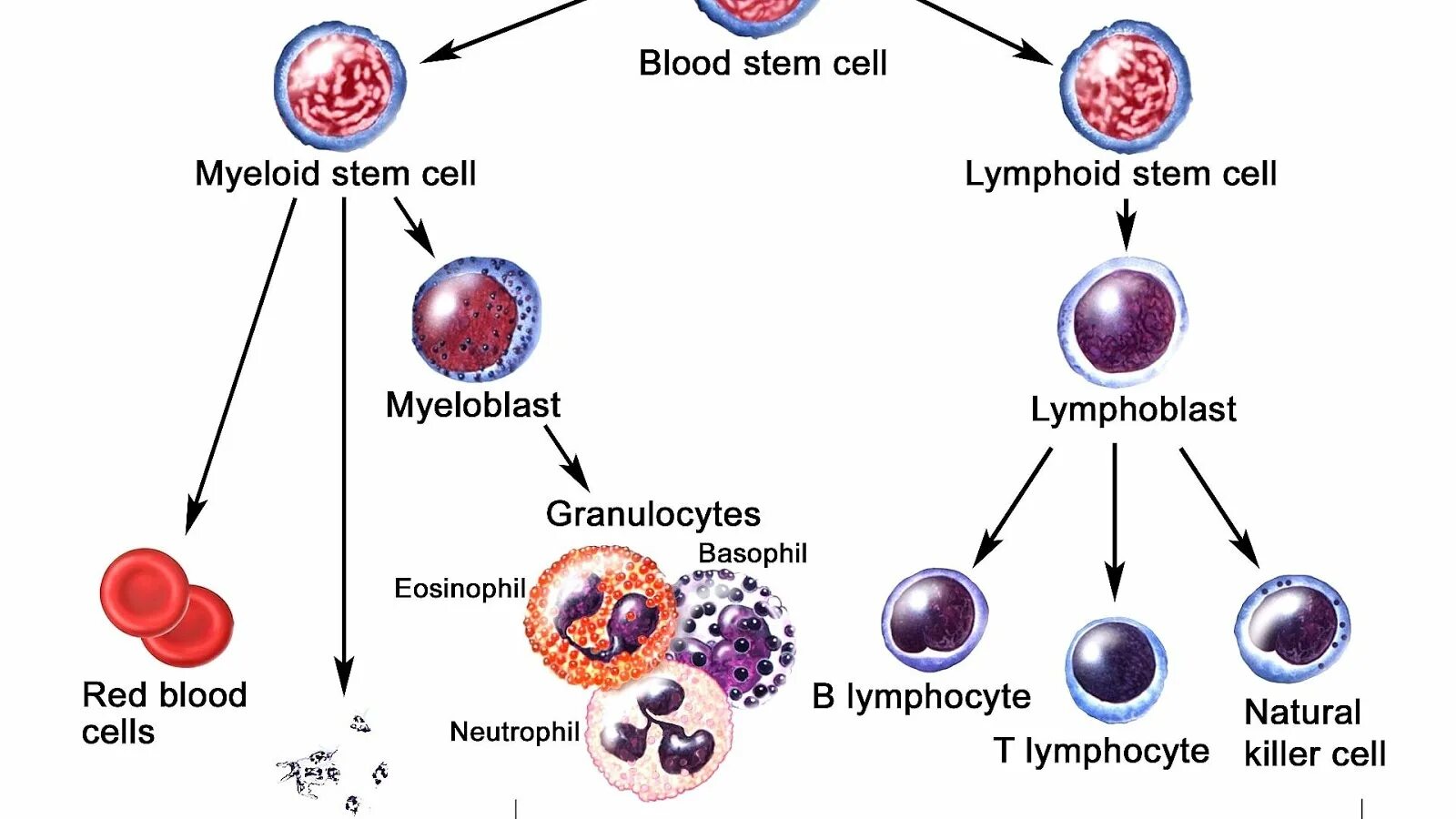 Кровь на б клетки. Промиелоциты и миелоциты. Миелоциты и метамиелоциты. Миелоцит микроскопия. Т-лимфоциты иммунной системы схема.