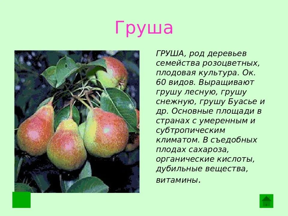 Груша группа культурных растений. Груша семейство. Груша для презентации. Описание плода груши. Груша дерево описание.