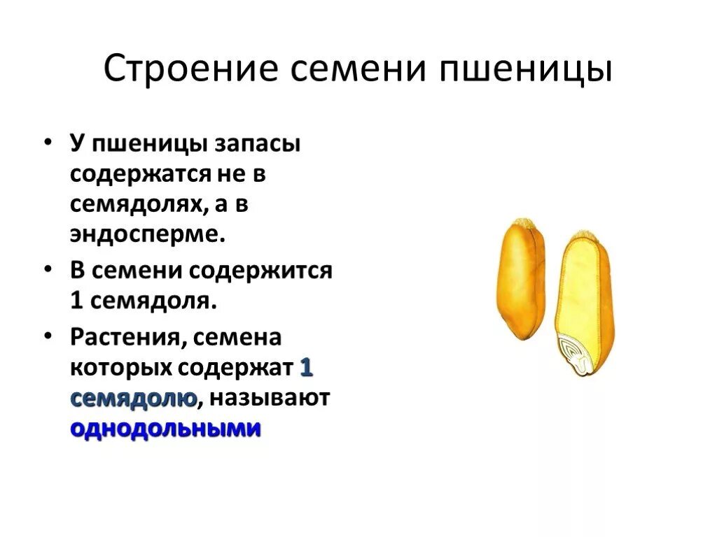 В каких структурах содержится запас питательных веществ. Строение семян однодольных растений Зерновка пшеницы. Строение семени однодольного растения пшеницы. Внешнее строение семени однодольного растения. Строение зерновки пшеницы.