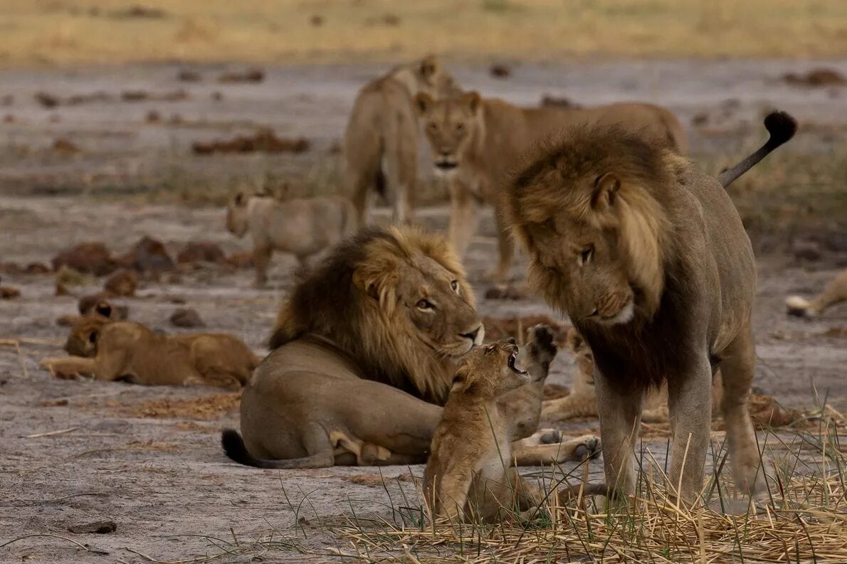 Лев и львица. Львы в саванне. Как живут львы. Как живут львы. Лев драка.