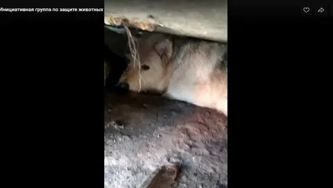 Животные тверь защита