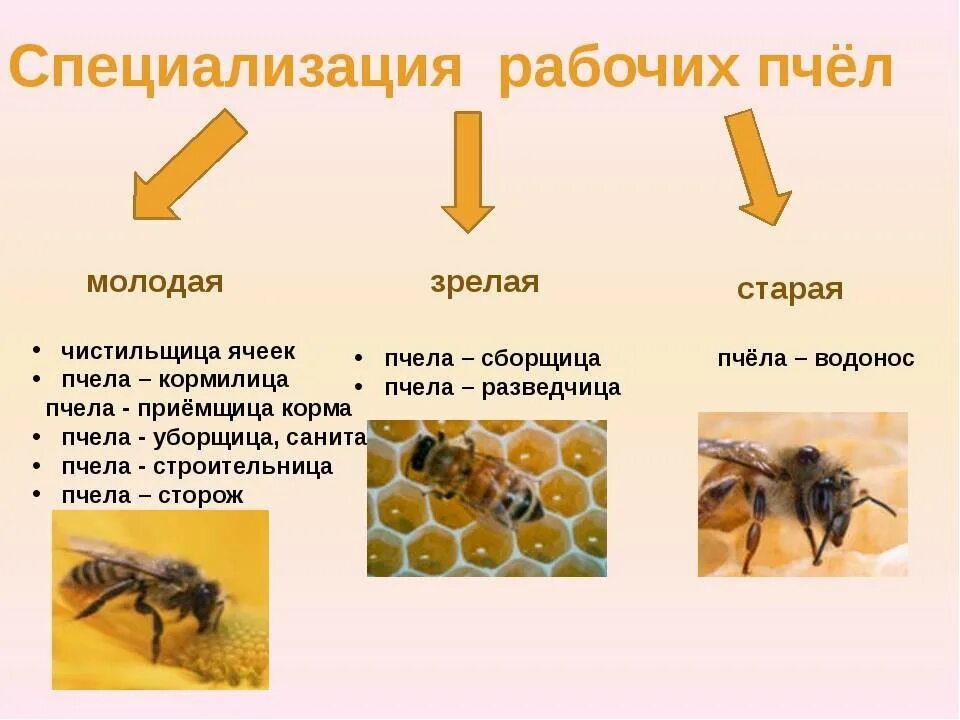 Сколько живет рабочая пчела. Медоносная пчела пчелиная семья. Состав пчелиной семьи схема. Специализация рабочих пчел. Структура пчелиной семьи.