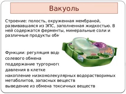 Вакуоли клетки бактерий