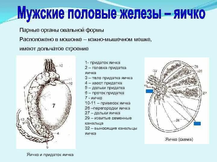 Строение семенника анатомия. Мужские половые железы яички. Строение мужских яичек. Наружное строение семенника. Где находятся яички