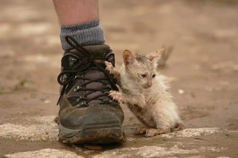 Он шел посередине. Бездомные котята. Бездомный кот. Бедные бездомные котята. Котята в ботинке.