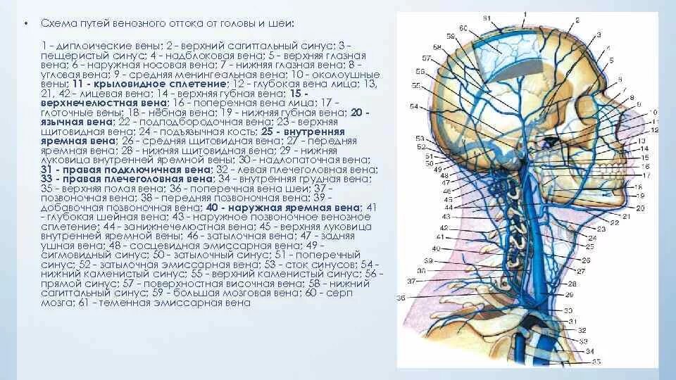 Отток крови от головного мозга. Яремные вены Вена анатомия. Внутренняя яремная Вена анатомия кт. Наружная яремная Вена анатомия. Эмиссарные вены головы анатомия.