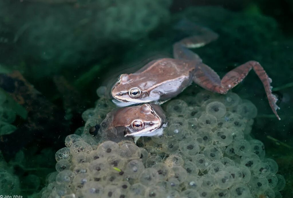 Лягушка Rana sylvatica. Лягушка Rana sylvatica замерзшая. Анабиоз земноводных. Анабиоз лягушки