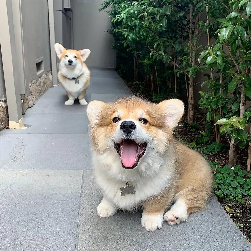 Вельш корги толстый. Забавные корги. Забавные корги. Собака-улыбака порода корги. Забавные корги.